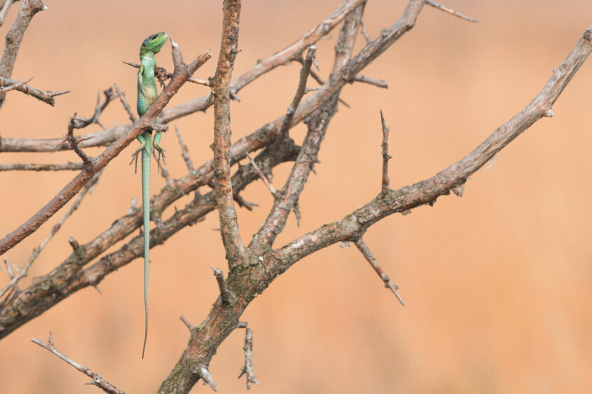 Lézard vert : tout savoir sur un des plus grands reptile d'Europe