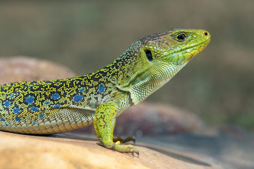 Lézard ocelé