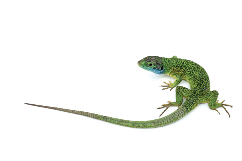 Lézard vert : tout savoir sur un des plus grands reptile d'Europe