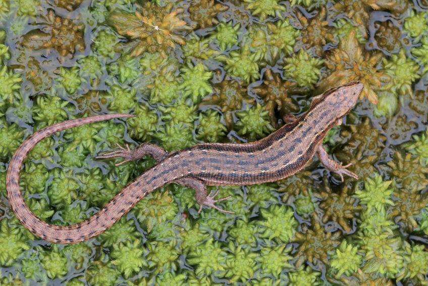 Lézard vivipare, un reptile hors-norme qui aime l'eau et ne pond pas d'œuf