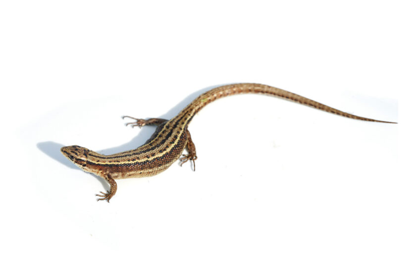 Lézard vivipare, un reptile hors-norme qui aime l'eau et ne pond pas d'œuf