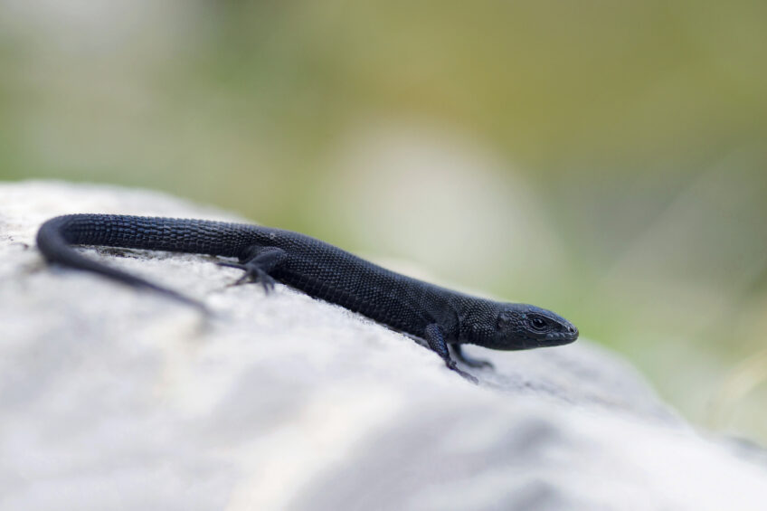 Lézard vivipare, un reptile hors-norme qui aime l'eau et ne pond pas d'œuf