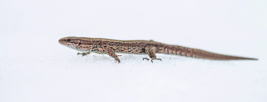 Lézard vivipare, un reptile hors-norme qui aime l'eau et ne pond pas d'œuf