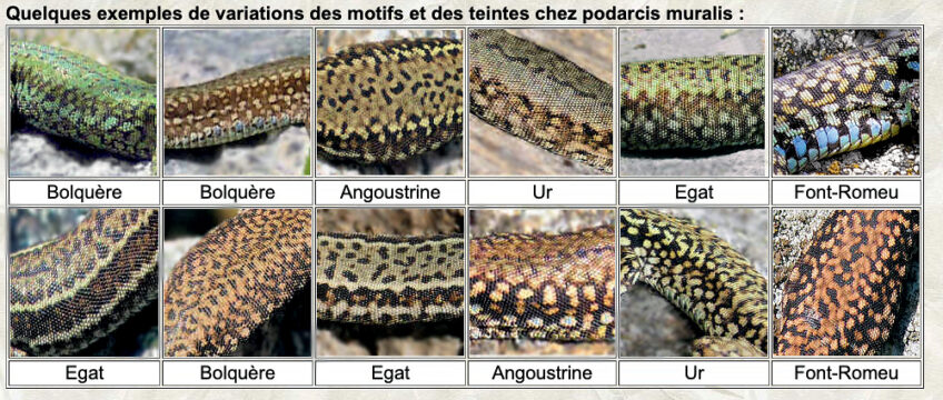 Lézard des murailles : le reptile en détail - dossier complet