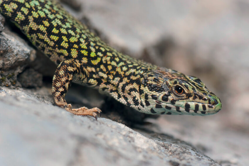 Lézard catalan