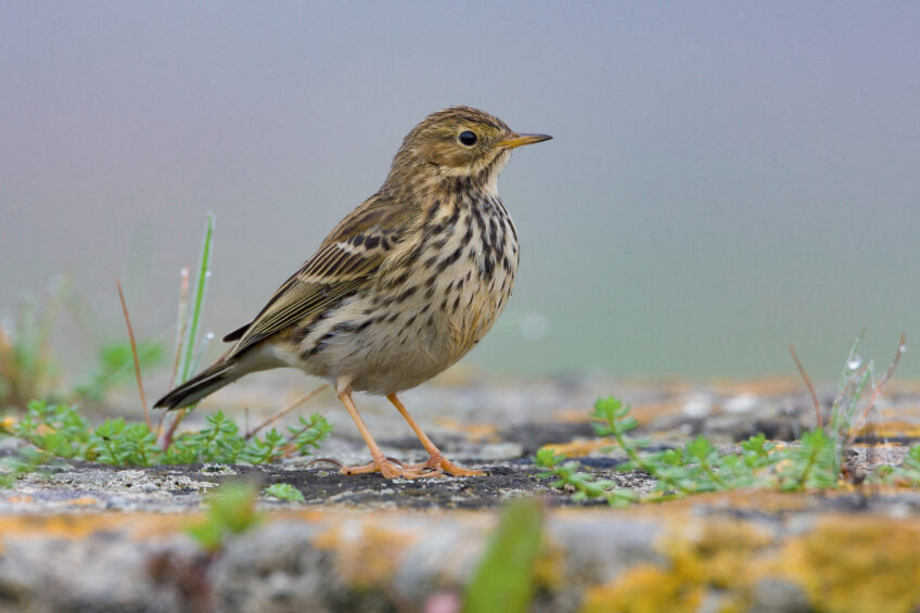 Le pipit farlouse est connu pour son vol
nuptial acrobatique. Pipit farlouse