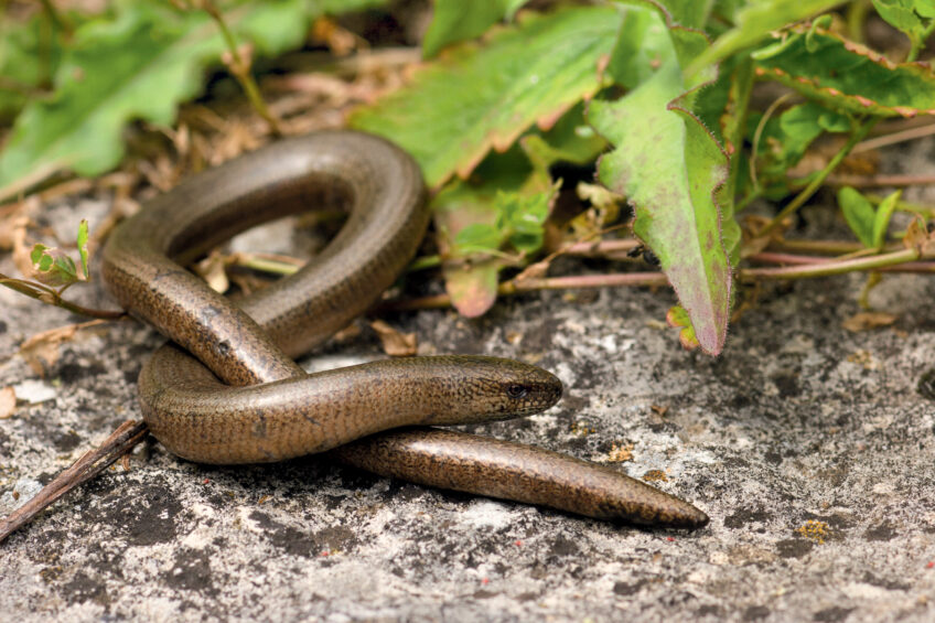 L'orvet n'est pas un serpent mais un lézard sans-pattes