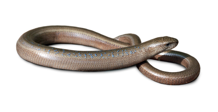 L'orvet n'est pas un serpent mais un lézard sans-pattes