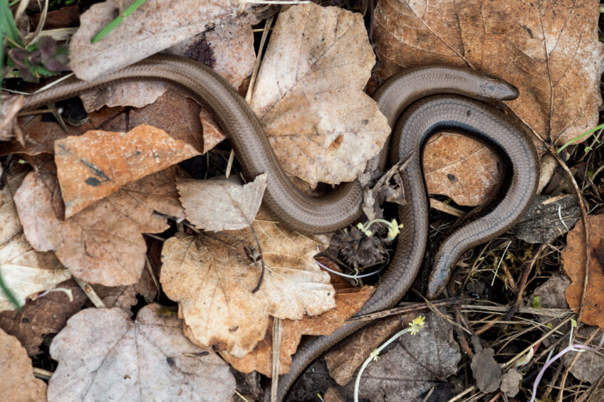 L'orvet n'est pas un serpent mais un lézard sans-pattes