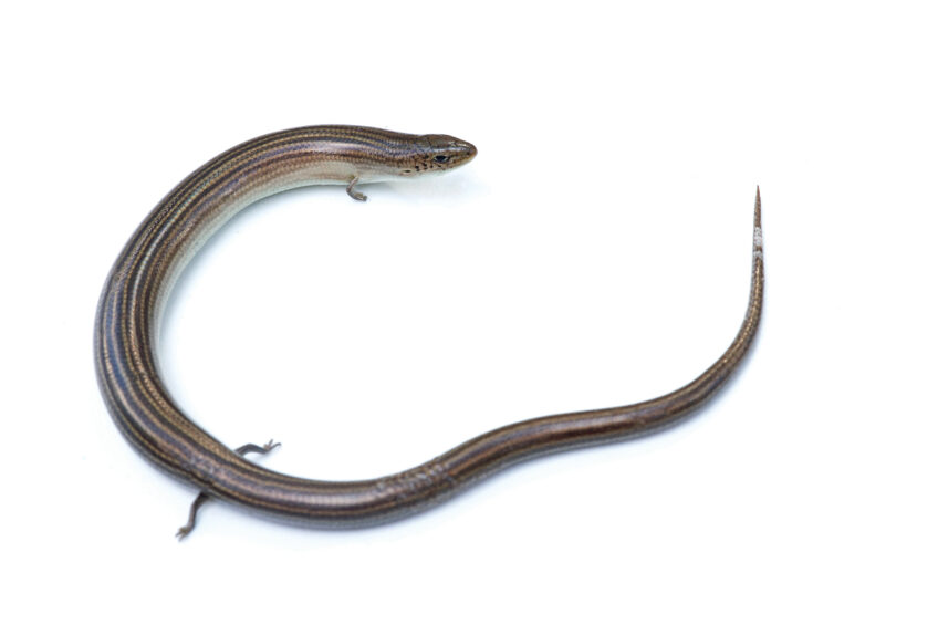 Seps strié reptile avec des petites pattes