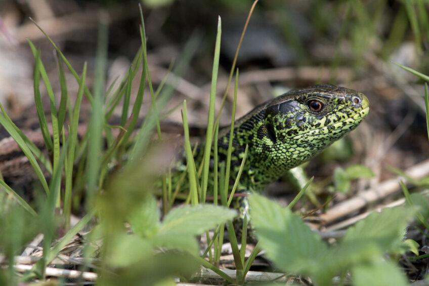 Lézard des souches, tout savoir sur le reptile de plus en plus rare