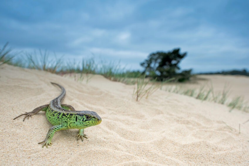Lézard des souches, tout savoir sur le reptile de plus en plus rare