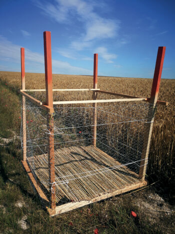 Busards : Alain Balthazard protège les rapaces dans les champs