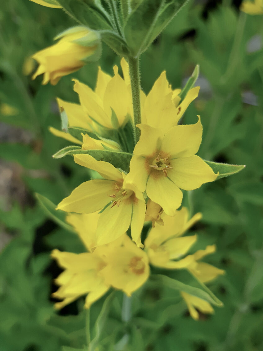 Les grandes tiges de la lysimaque ponctuée s’épanouissent sur les sols humides. lysimaque ponctuée