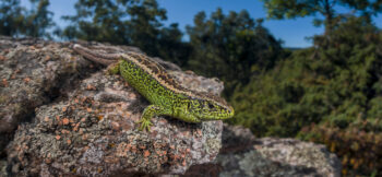 Lézard agile