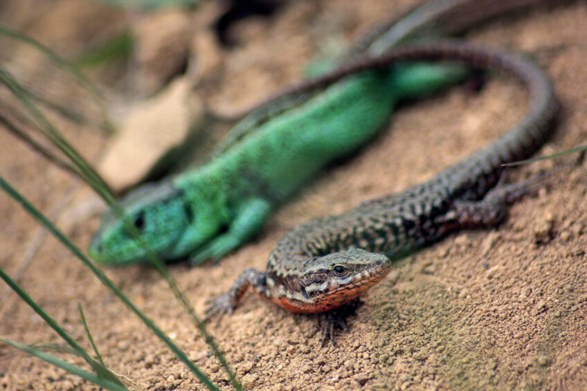 Lézard des murailles et lézard agile. Lézard des murailles et lézard agile.