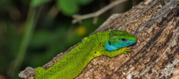 Lézard vert