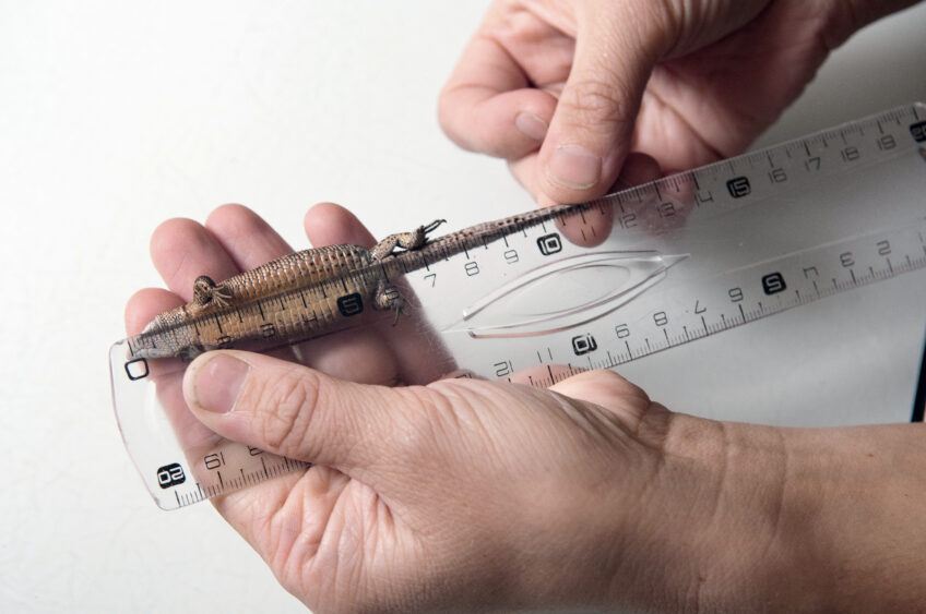 Mesure d’un lézard vivipare dans le cadre d’une étude menée par le CEREEP et le laboratoire Ecologie et évolution. Mesure d’un lézard vivipare