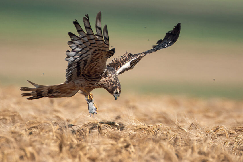 Busards : Alain Balthazard protège les rapaces dans les champs