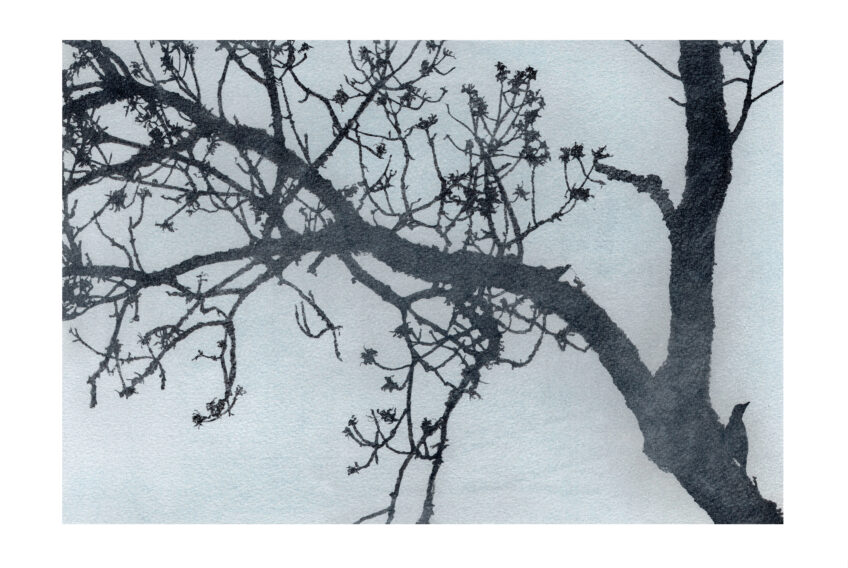 Pic vert
13 mars 2021
Aquarelle, encre et pastel - papier Arches grain fin, 300g/m² Pic vert dans un frêne