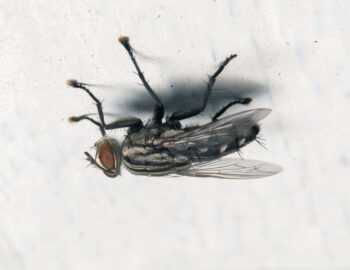 Pour tenir à l’envers, les mouches ont besoin d’avoir au moins quatre pattes en contact avec le 
plafond. Pour déambuler dans ces conditions, elles ne déplacent donc que deux pattes à la fois.