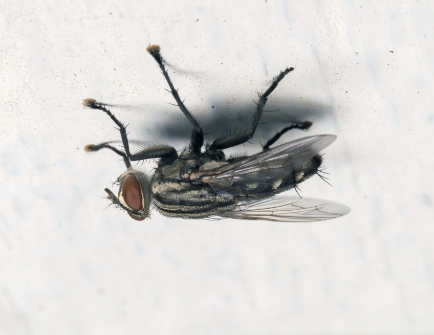 comment insectes marchent plafond