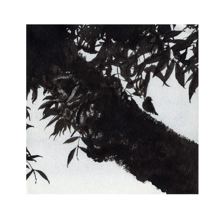 Rougegorge familier
20 août 2018
Aquarelle et encre - papier Arches grain fin, 300g/m²
 Rougegorge familier dans un frêne