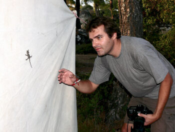 Sylvain Ursenbacher 
Coordinateur reptiles 
Suisse romande. 
Info fauna - CSCF et KARCH Lézard des murailles : le reptile en détail - dossier complet