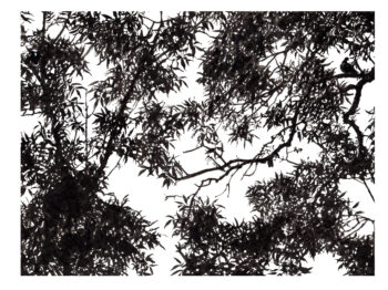 Tourterelle des bois
17 juillet 2018
Aquarelle et encre - papier Arches grain fin, 300g/m²
 Tourterelle des bois
17 juillet 2018
Aquarelle et encre - papier Arches grain fin, 300g/m²