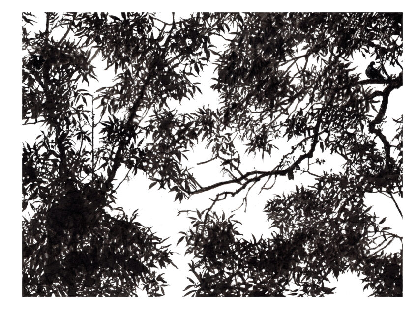 Tourterelle des bois dans un frêne