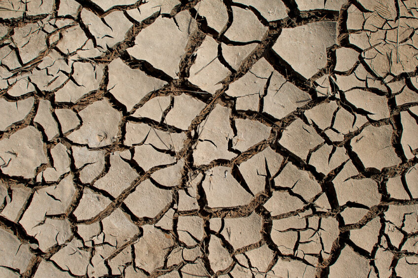 Lézards : un climat d’incertitude sur leur survie en Europe