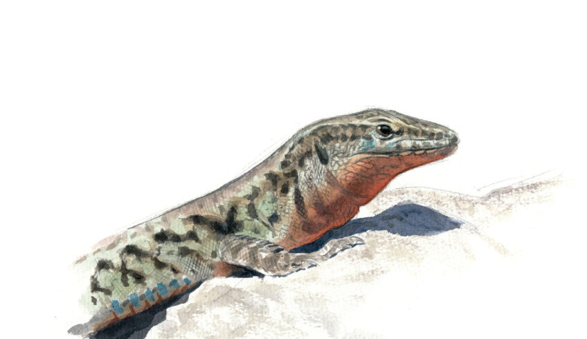 Lézard des murailles, un dragon à la maison en dessin