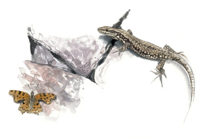 Lézard des murailles, un dragon à la maison en dessin