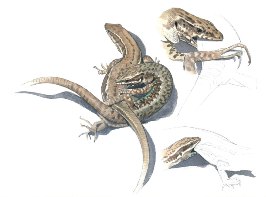 Lézard des murailles, un dragon à la maison en dessin