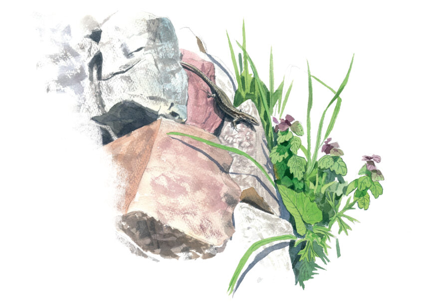 Lézard des murailles, un dragon à la maison en dessin