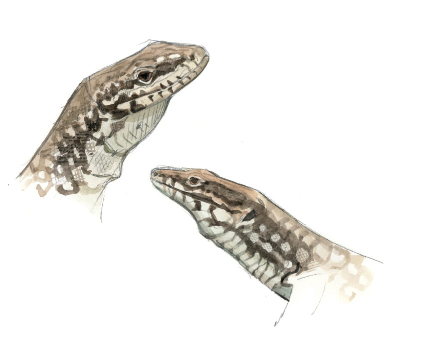 Lézard des murailles, un dragon à la maison en dessin