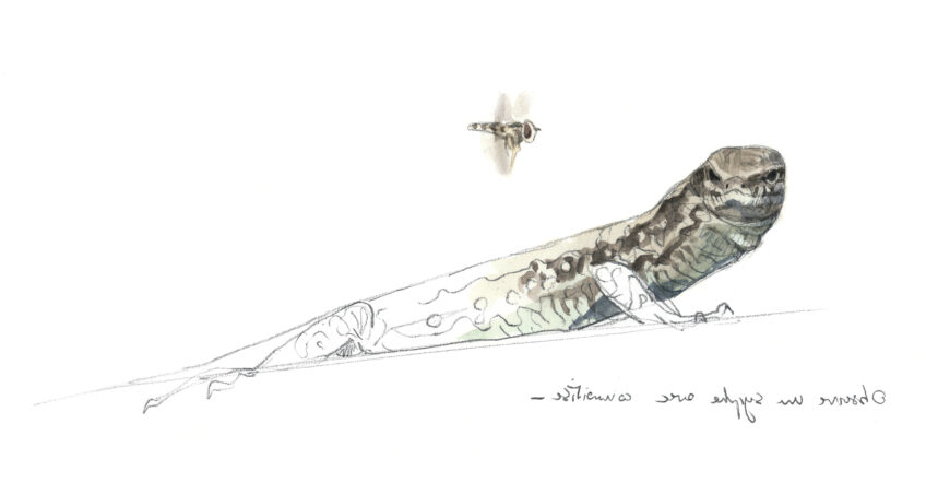 Lézard des murailles, un dragon à la maison en dessin