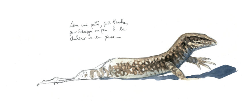 Lézard des murailles, un dragon à la maison en dessin