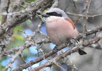 Pie-grièche-écorcheur