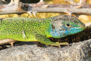 Lézard vert