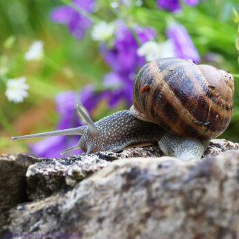 L'escargot, l'ami de la pluie