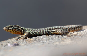 Lézard des murailles Lézard des murailles