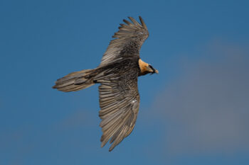 Gypaète barbu en vol