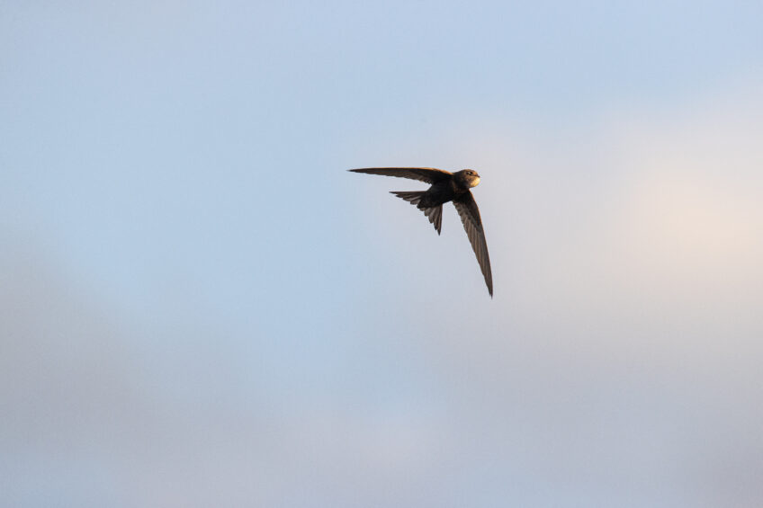 Martinet noir en vol