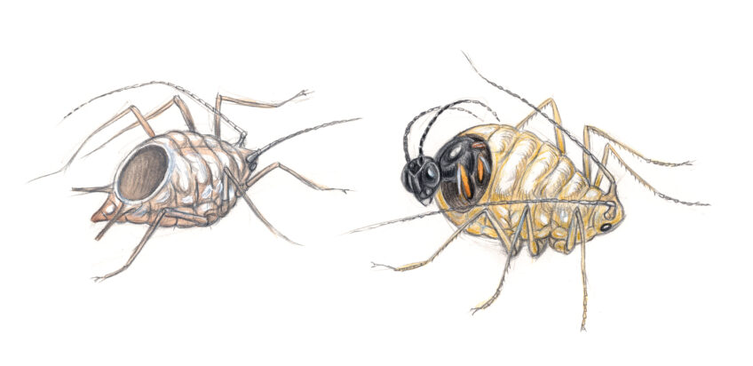 Certaines guêpes pondent leurs œufs dans des pucerons