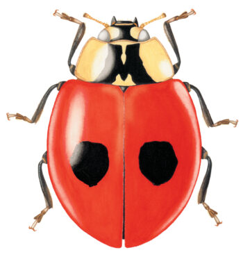 Coccinelle à deux points Coccinelle à deux points
