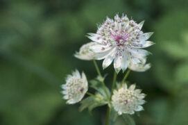 Admirez de près les fleurs discrètes et élégantes de la grande astrance. / © PIXATERRA - stock.adobe.com