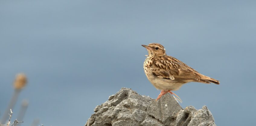 Alouette lulu dans le Jura