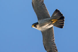 Le faucon pèlerin fréquente 
les alentours, ouvrez l’œil ! / © Stock.adobe.com