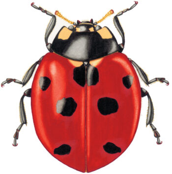 Coccinelle à septs points Coccinelle à septs points